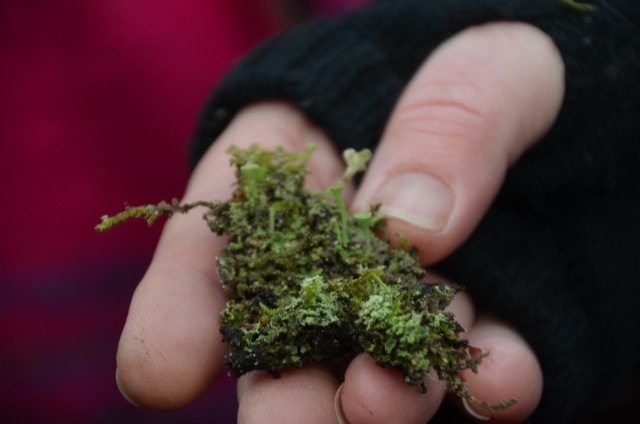 2011 12 A la découverte des lichens 06